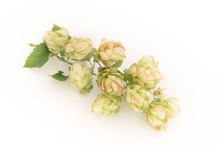 Close up of green hop cones and seeds for making beer