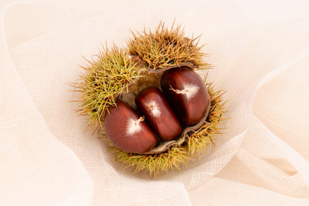 Fresh chestnut in its shell with thorns in autumnの写真素材