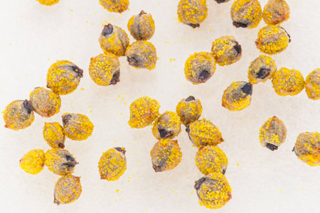 Close up of hop seeds for beer makingの写真素材