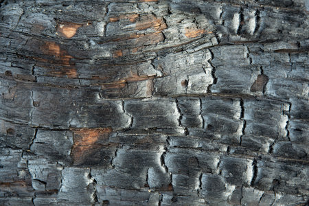 Texture of a black burnt tree trunkの写真素材