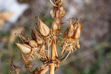 Close-up of gentian flowers and seeds in the Alps in Franceの写真素材