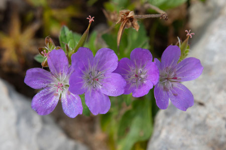 Close-up of a flower in the Alps in Franceの写真素材