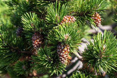 Pine branch with pine cones on itの写真素材