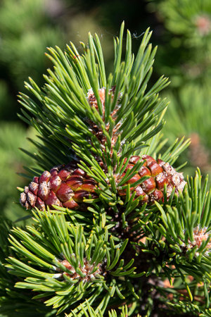 Pine branch with pine cones on itの写真素材