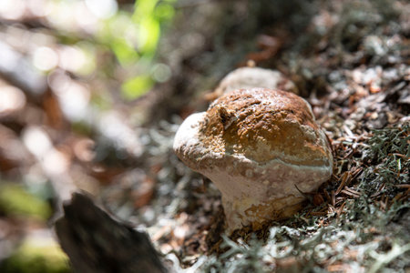 Close-up of a mushroom in a forestの写真素材