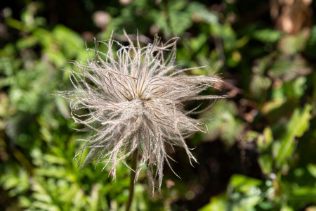 Close-up of a hedge clematis flower and seedsの写真素材