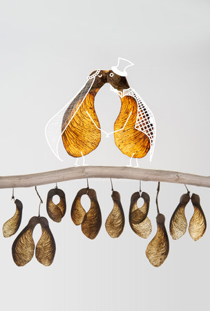 A married couple in maple seed embrace on a maple seed garlandの写真素材