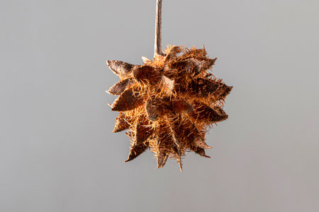 Glycyrrhiza glabra seed on a light gray backgroundの写真素材