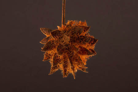 Glycyrrhiza glabra seed on a light gray backgroundの写真素材