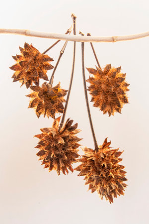 Glycyrrhiza glabra seed on a light gray backgroundの写真素材