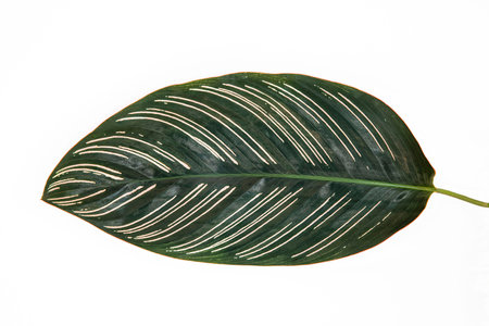 Close-up of a green plant leaf with thin pink stripes on a white backgroundの写真素材