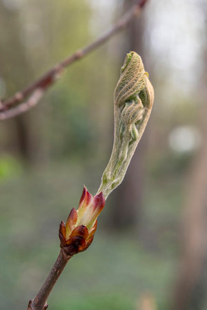 Close-up of a chestnut bud in a forest in springの写真素材