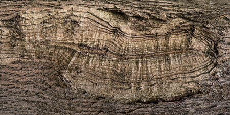 Natural wood bark texture brownの写真素材