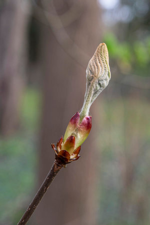 Close-up of a chestnut bud in a forest in springの写真素材