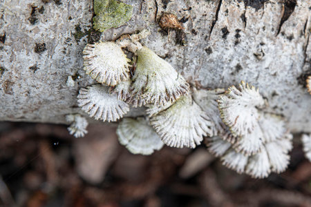 Original white mushrooms on a tree trunk in the forestの写真素材