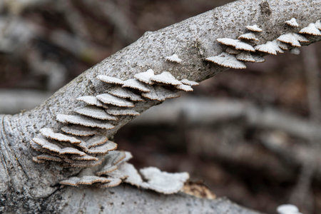 Original white mushrooms on a tree trunk in the forestの写真素材