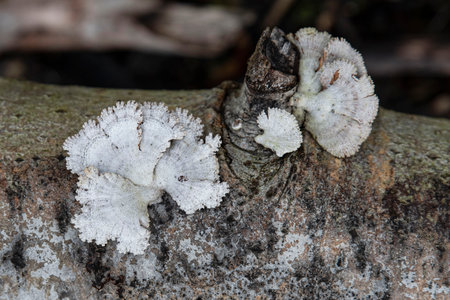 Original white mushrooms on a tree trunk in the forestの写真素材