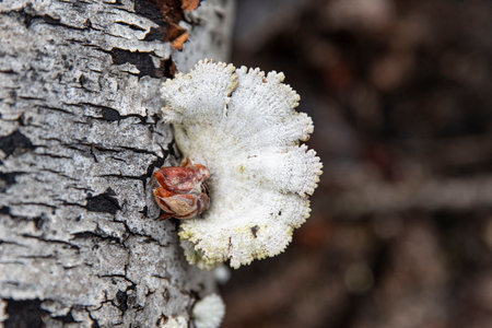 Original white mushrooms on a tree trunk in the forestの写真素材