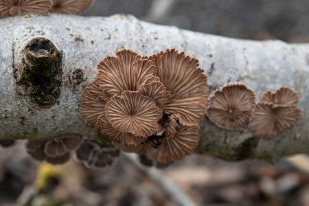 Original white mushrooms on a tree trunk in the forestの写真素材