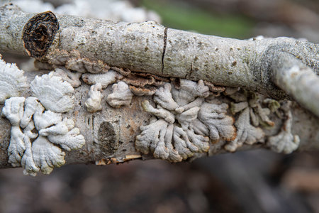Original white mushrooms on a tree trunk in the forestの写真素材