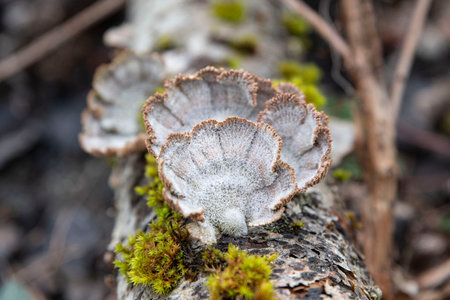 Original white mushrooms on a tree trunk in the forestの写真素材