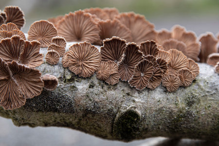 Original white mushrooms on a tree trunk in the forestの写真素材