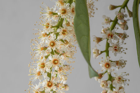 Close-up of laurel flowers in spring on a white backgroundの写真素材