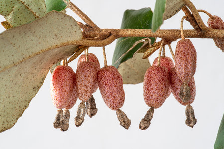 Close-up of the red fruits of an Elaeagnus angustifolia tree, Tree of Paradiseの写真素材