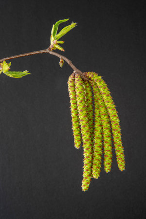 Close-up of hop hornbeam (Ostrya carpinifolia) flowers in spring on a black backgroundの写真素材