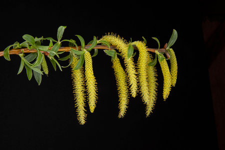Close up of weeping willow tree flowers in spring on black backgroundの写真素材