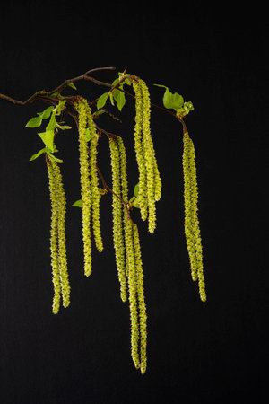 Close-up of hop hornbeam (Ostrya carpinifolia) flowers in spring on a black backgroundの写真素材