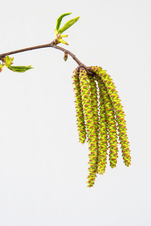 Close-up of the flowers of the hop hornbeam tree (Ostrya carpinifolia) in springの写真素材