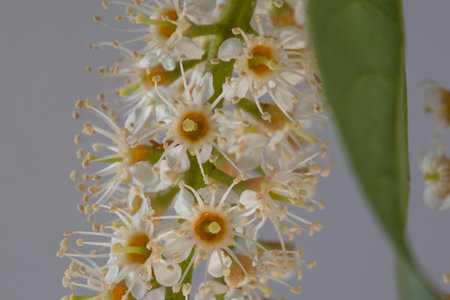 Close-up of laurel flowers in spring on a white backgroundの写真素材