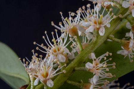 Close-up of laurel flowers in spring on a black backgroundの写真素材