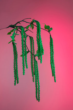 Close-up of hop hornbeam (Ostrya carpinifolia) flowers in spring on a pink backgroundの写真素材