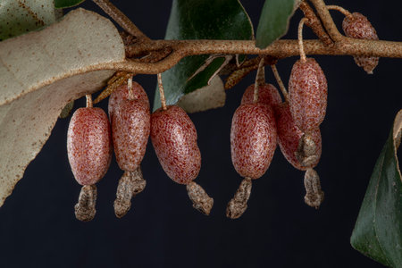 Close-up of the red fruits of an Elaeagnus angustifolia tree, Tree of Paradiseの写真素材