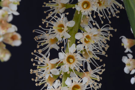 Close-up of laurel flowers in spring on a black backgroundの写真素材