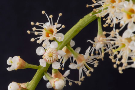 Close-up of laurel flowers in spring on a black backgroundの写真素材