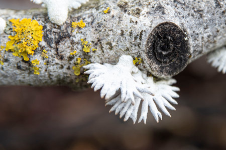 Original white mushrooms on a tree trunk in the forestの写真素材