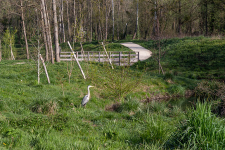 River in a meadow with a heron in the distance at the edge of a forestの写真素材