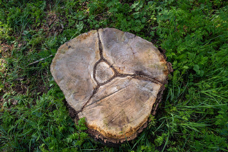 Wood texture of a cut tree trunk