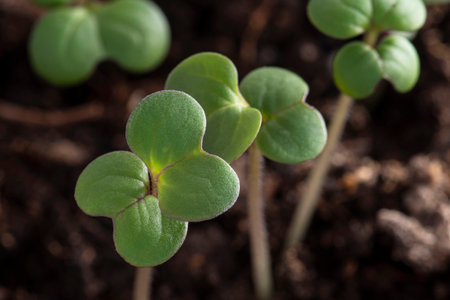 sowing mustard seeds in spring in a gardenの写真素材