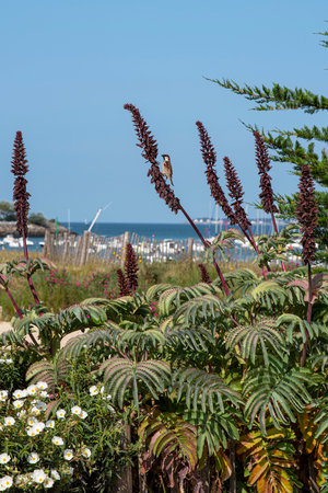 Bird and seaside landscape in front of a port in Brittany in springの写真素材