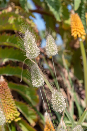Close-up of sand dune plant in the shape of a pompom, by the seaの写真素材