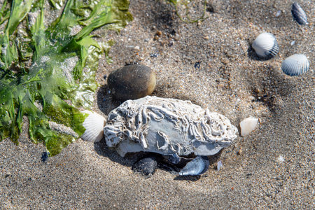 A white shell planted in the sand on a beach in Brittanyの写真素材