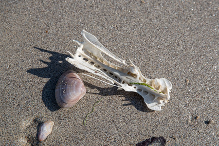 A fish skull skeleton on the sand of a beach in Brittanyの写真素材