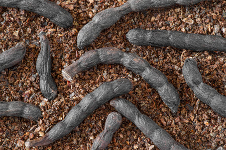Close-up of elongated African black pepper pods on a white marble background, with ground pepper next to themの写真素材