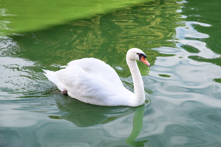A white swan swims on green waterの写真素材