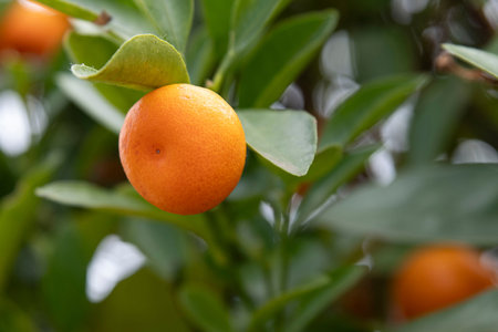 Close-up of an orange on a tree with leavesの写真素材