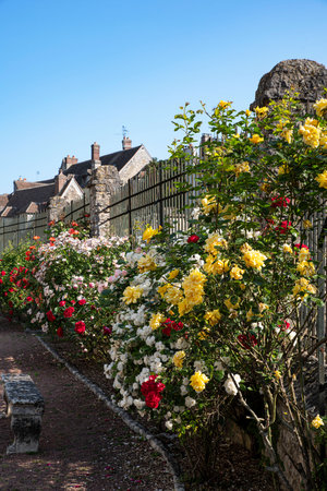 Yellow, white, red and pink roses in the gardenの写真素材